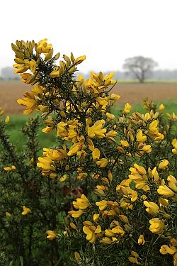 Gorse bush